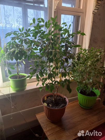 Комнатные цветы