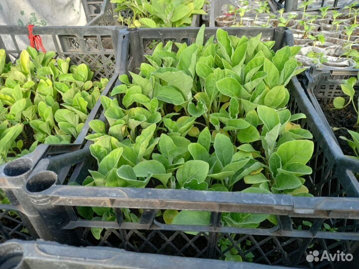 Рассада разная