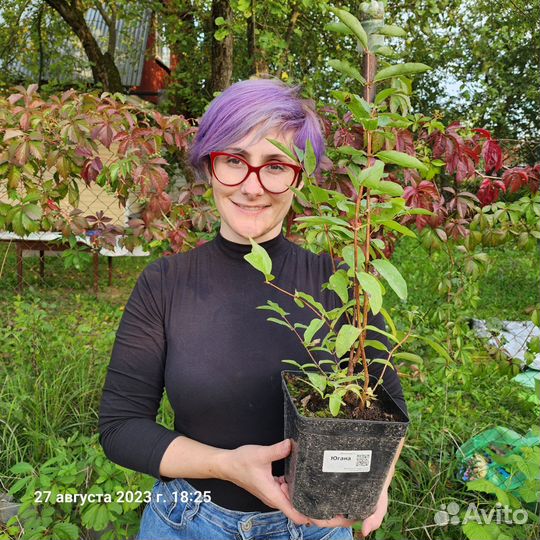 Саженцы жимолости Югана, Гордость Бакчара