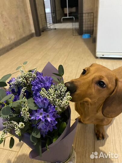 Вязка, случка такса (кобель)