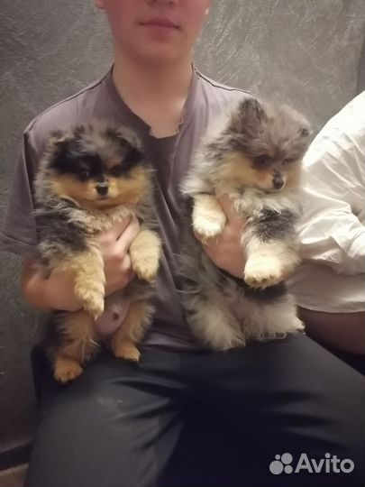 Немецкий шпиц девочка