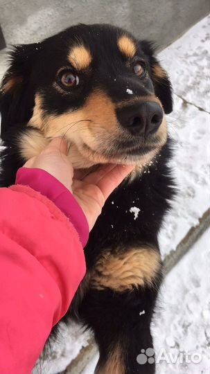 Собака в добрые руки