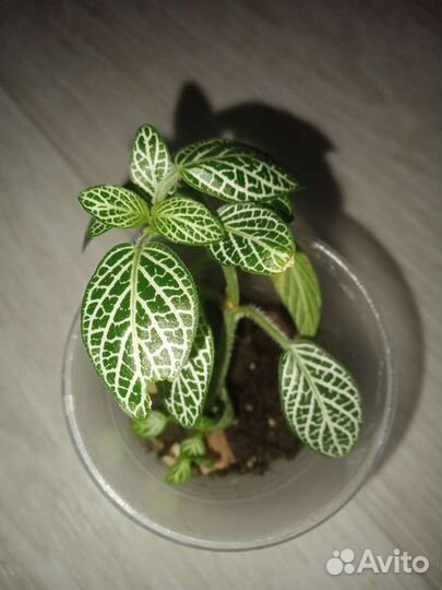 Цветы разные