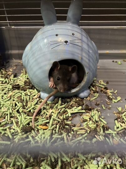 Продаю 2 клетки