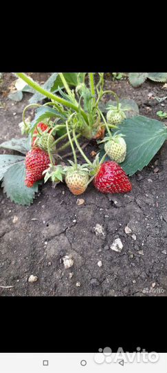 Рассада ремонтантной клубники