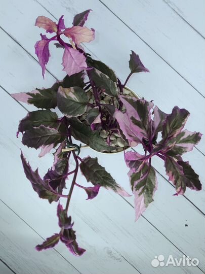 Гинура вариегатная