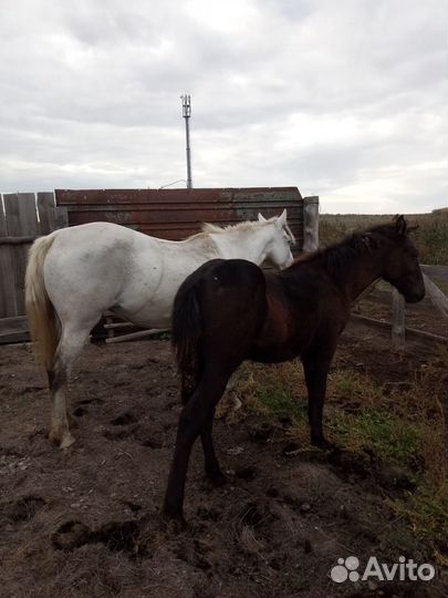 Кобыла с жеребенком