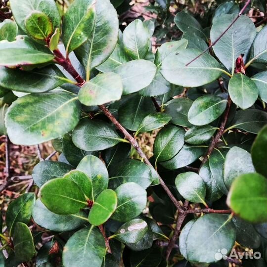 Иглочешуйник или рафиолепис