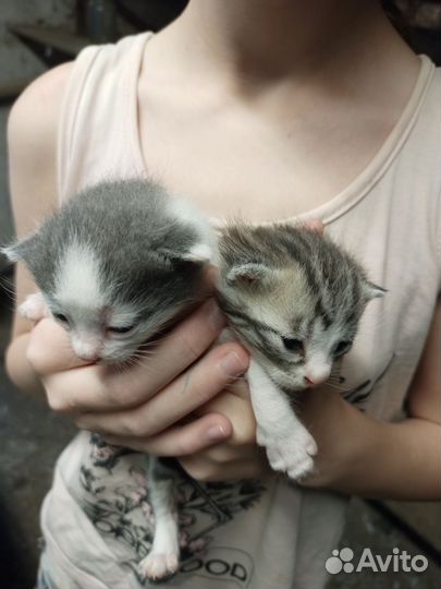 Кошки в добрые руки бесплатно