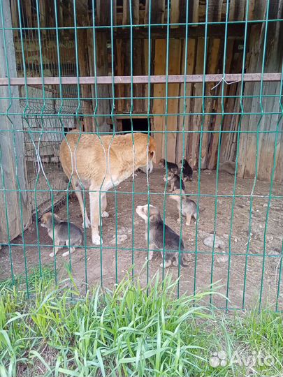 Щенки русской гончей