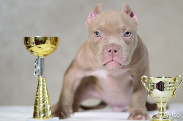 Американский булли экзот