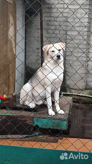 Вязка собак