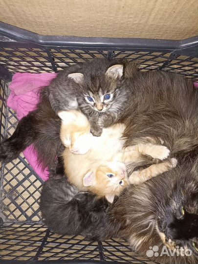Котята в добрые руки