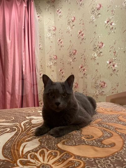 Комната 27 м² в 4-к., 2/3 эт.