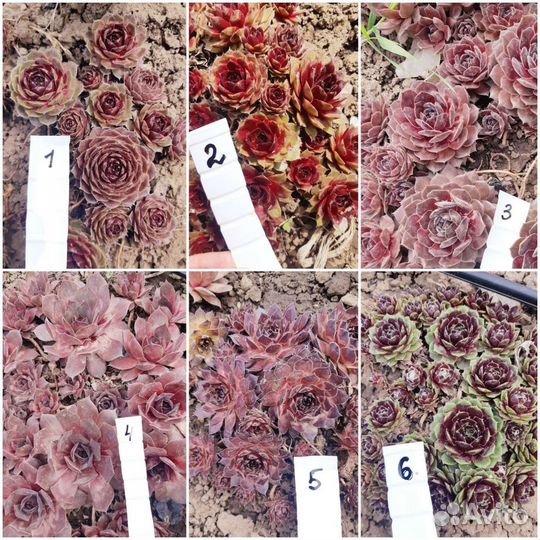 Молодило 60 сортов