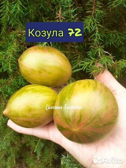 Семена томатов Козула