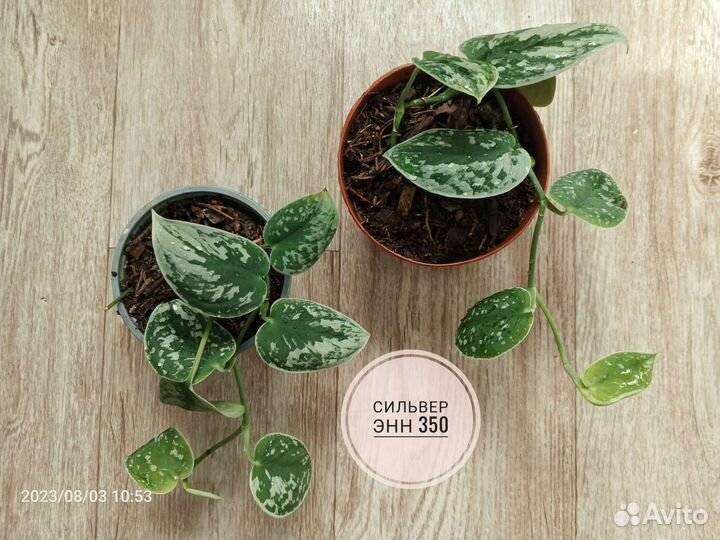 Сциндапсусы