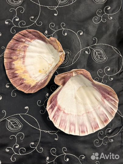 Ракушка морского гребешка