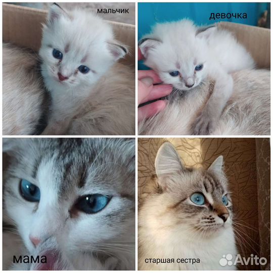 Невская маскарадная