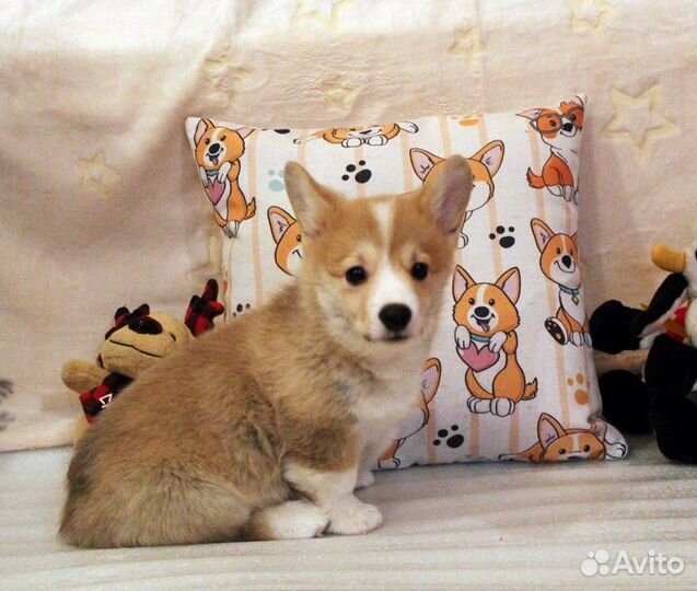 Вельш корги пемброк
