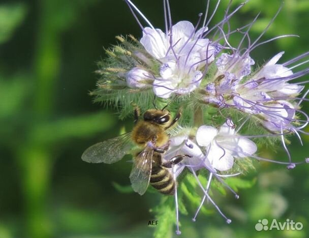 Мед 24 года Алтайский опт