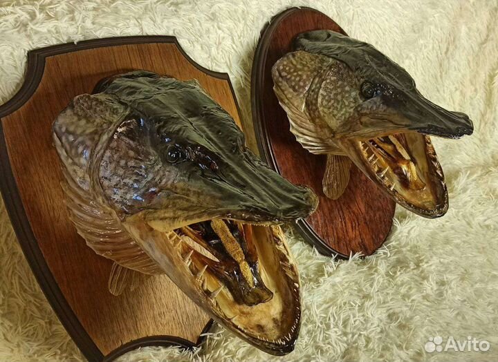 Чучело хищных рыб