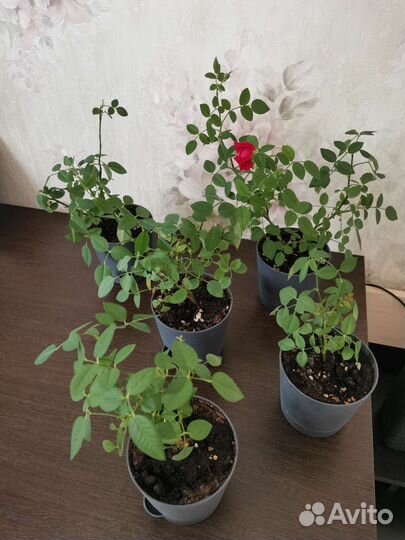 Комнатная роза