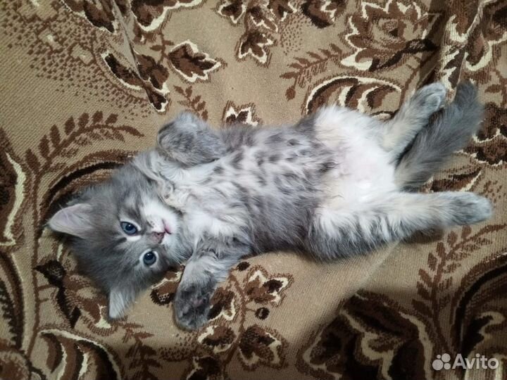Отдам котят в добрые руки