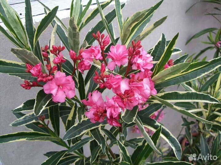 Декоративные растения для сада