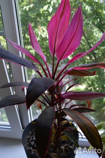 Цветок Кордилина Мамбо