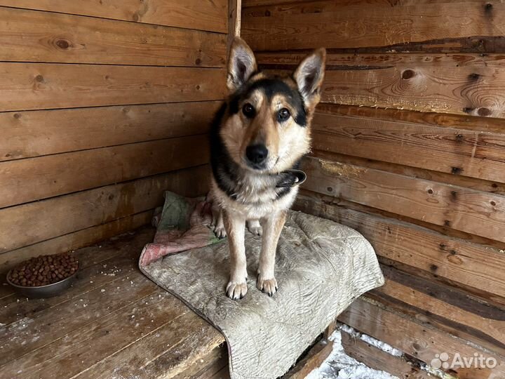 Собаке нужна семья