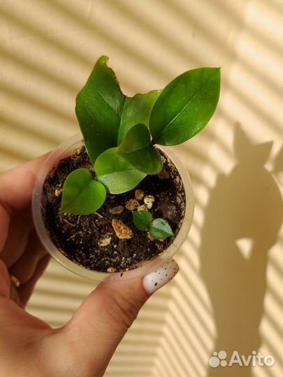 Филодендрон крокодил,замиокулькас