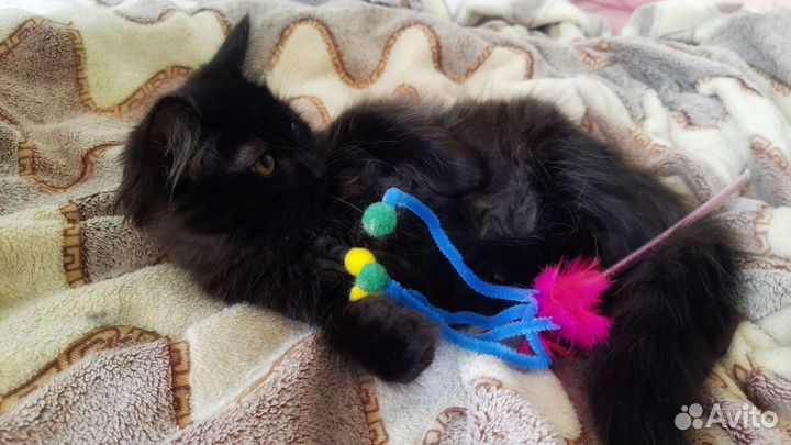 Котенок мальчик 3 месяца
