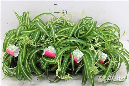 Хлорофитум бонни 12 26