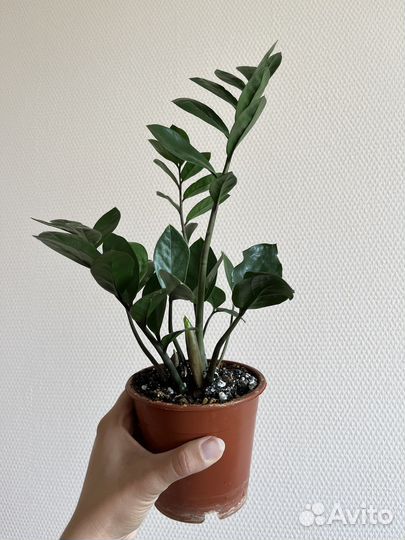 Суккуленты: замиокулькас, маммилярия, цилиндрика