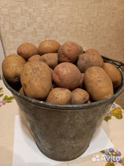 Продам картофель