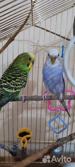 Попугаи с клеткой