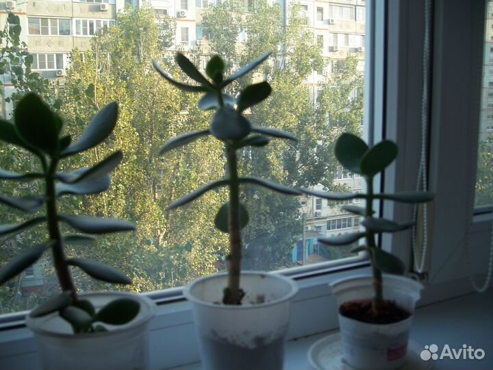 Денежное дерево красула толстянка