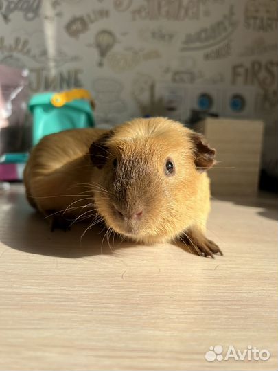 Морские свинки