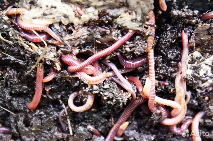 Калифорнийские черви для удобрения