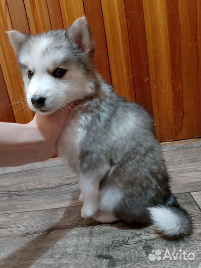 Щенки сибирской хаски
