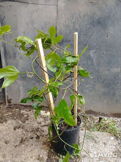 Маракуйя бразильская, роланд