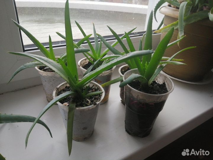 Алоэ вера лекарственный