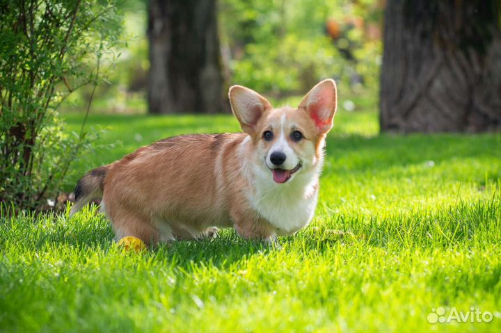 Прекрасная леди Вельш Корги Пемброк