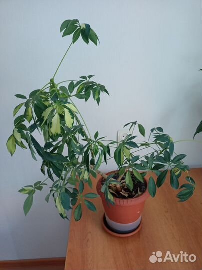 Цветы: Фикус бенджамина большой, шефлера, гибискус