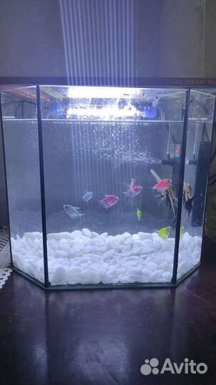 Аквариум