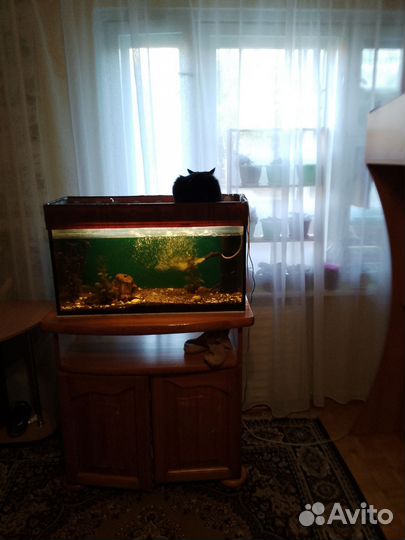 Аквариум с рыбками 2 сома 1 гурами и гупешки