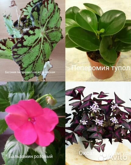 Комнатные много