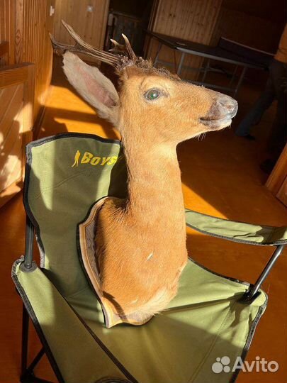Чучело головы косули