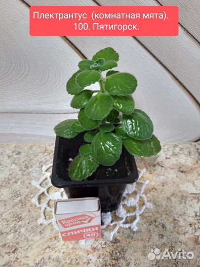 Комнатные растения